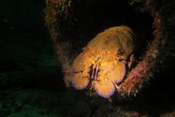 Cape Verdes Diving Centre - Sal Island.